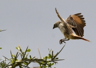 Rufous-tailed Weaver