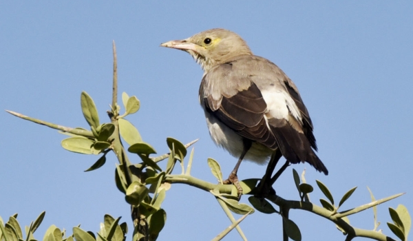 Wattled Starling – non-br.
