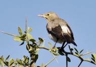 Wattled Starling – non-br.