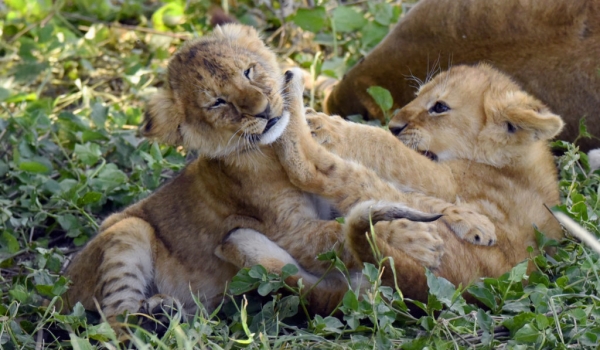 Lion cubs love to play…