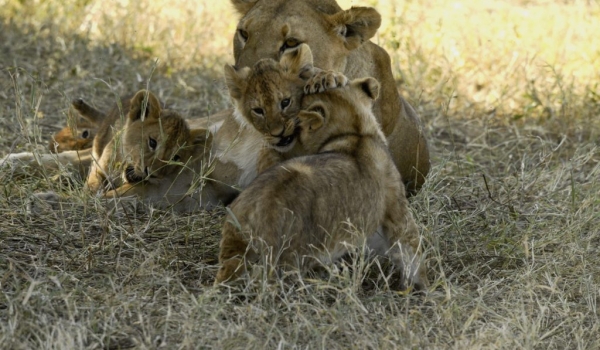 with my Lion cub brothers