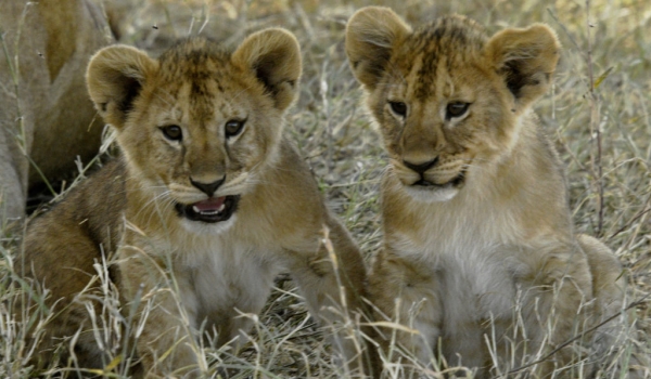 We are 2 Lion cub brothers…