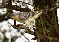 Great Spotted Cuckoo – ad.