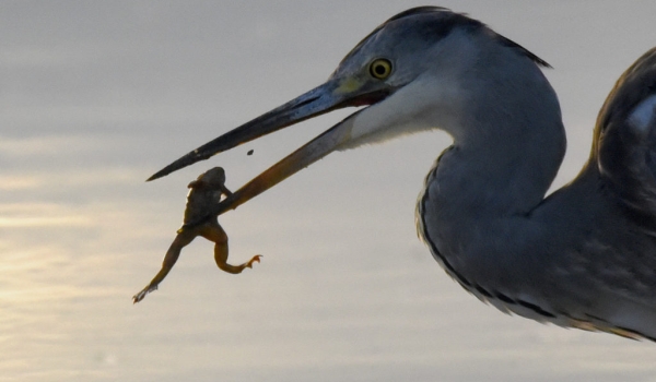 Grey Heron with a frog