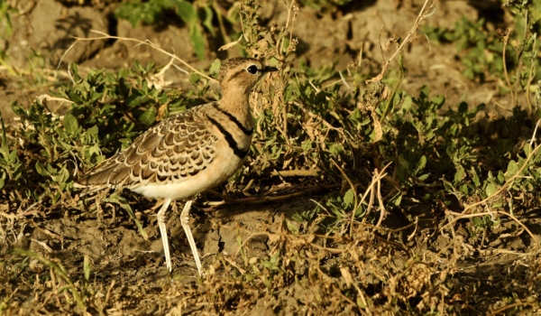 Two-banded Courser
