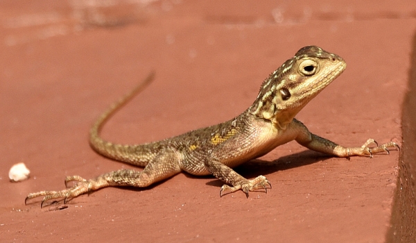 Brown and gray lizard