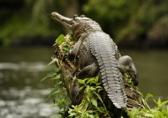 Slender-snouted Crocodile…