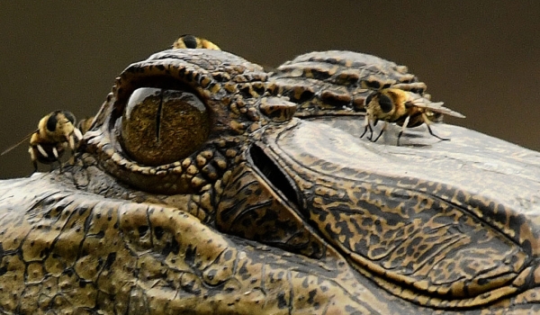 Gabon – Slender-snouted Crocodile
