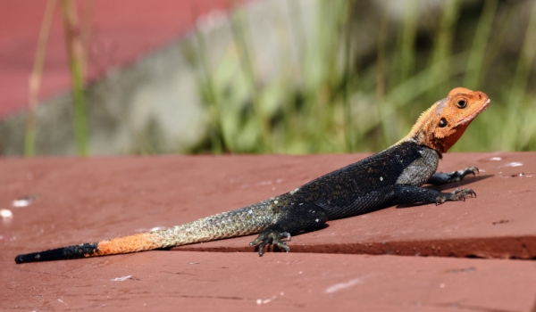 Common Agama Lizard