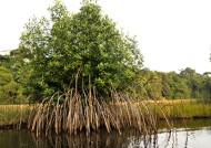 have a lot of mangroves