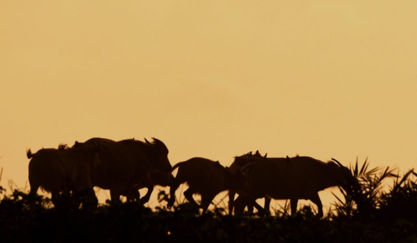 Buffaloes at sunset