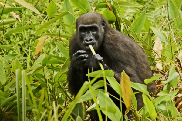 Gabon – Western Lowland Gorillas