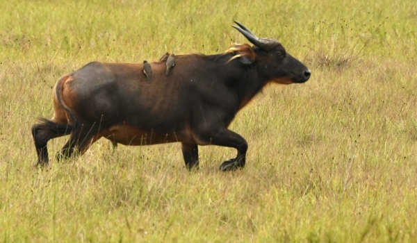 Forest Buffalo – Female