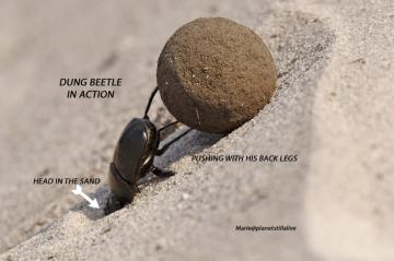 Gabon – Dung Beetle