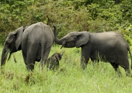 Forest Elephants – family