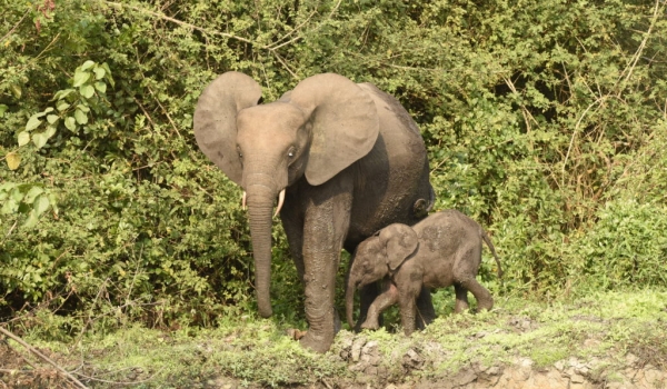 Forest Elephant F. with baby