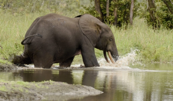 African Forest Elephant….