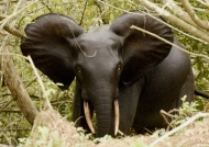 Forest Elephant – male