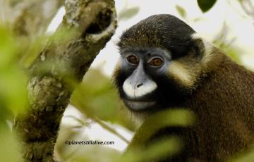 Gabon – Moustached Monkey
