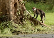 Red-capped Mangabey