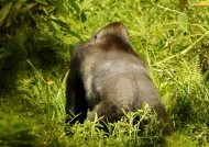 Silverback from behind.