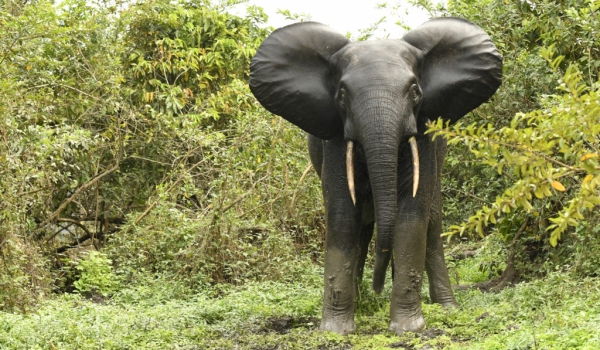 Forest Elephant – female
