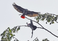 Grey Parrots first approach