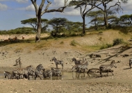 Zebras gathering…