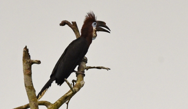 Black-casqued Hornbill – f.