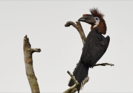 Black-casqued Hornbill – f.
