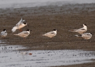 Common Terns – non breeding