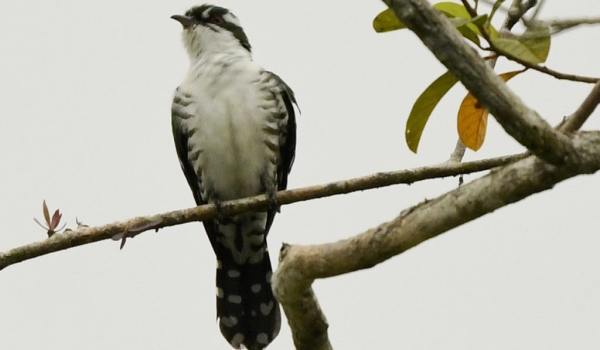Diederik Cuckoo – male