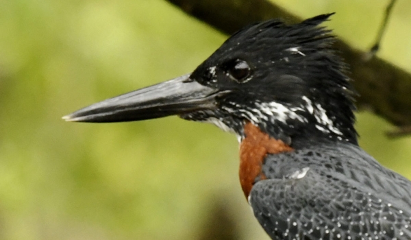 Giant Kingfisher – male