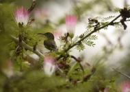 Green-throated Sunbird – f. ….