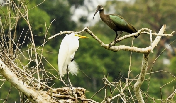 Hadada Ibis with Egret