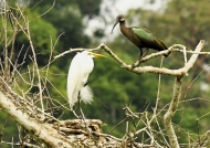 Hadada Ibis with Egret