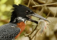 Giant Kingfisher – male….