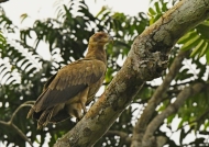 Palm-nut Vulture – juvenile