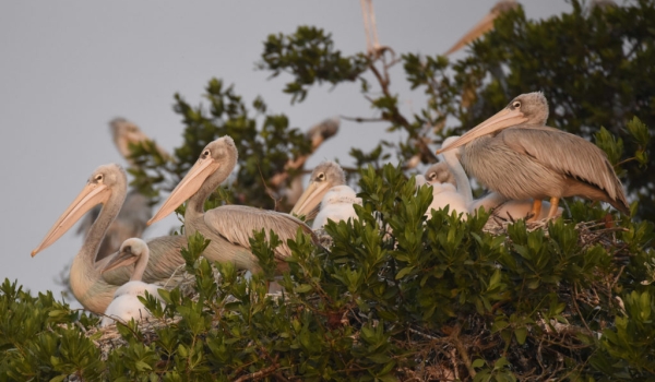 Pelicans with chick and juv.