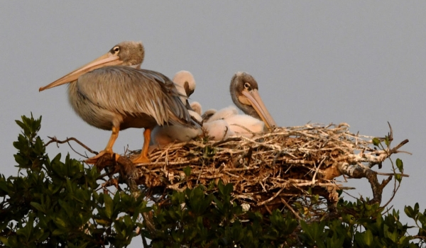 Pelican & chicks in the nest