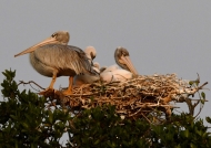 Pelican & chicks in the nest
