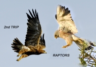 2nd trip – Raptors