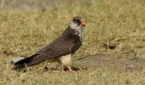 Amur Falcon – female