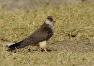 Amur Falcon – female