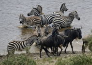 Plains Zebras in the water….