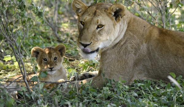 Mom educating the cub