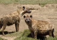 Spotted Hyena clan