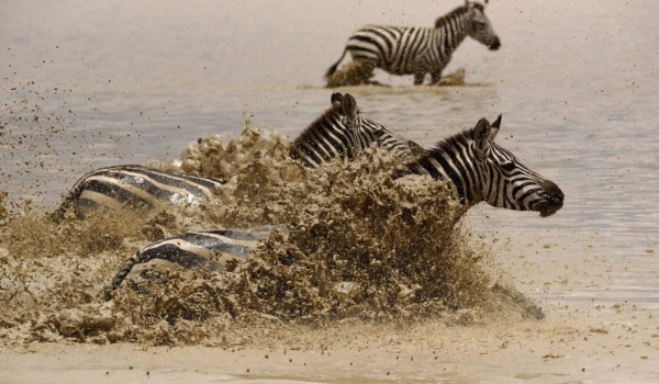 Plains Zebras frightened….