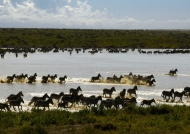 …Plains Zebras enjoying water