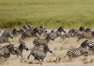 Plains Zebras